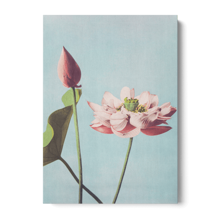 Ogawa Kazumasa - Lotus Flowers Canvas