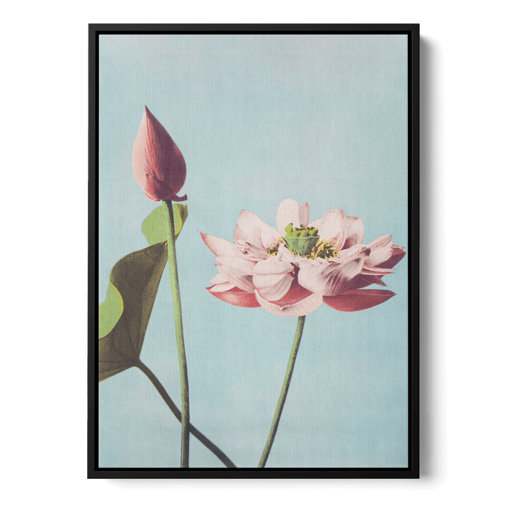 Ogawa Kazumasa - Lotus Flowers Canvas