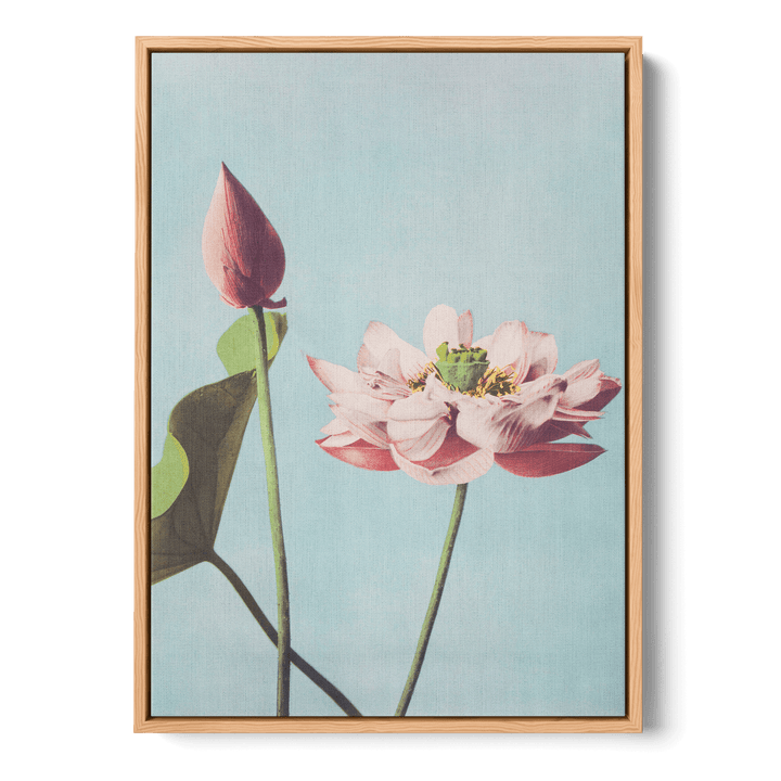 Ogawa Kazumasa - Lotus Flowers Canvas