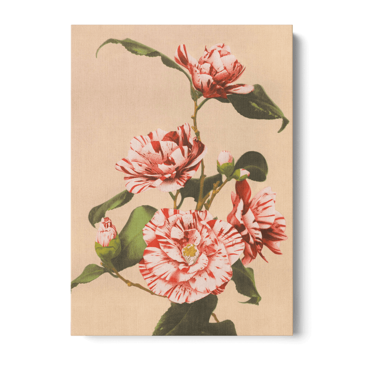 Ogawa Kazumasa - Striped Camellias Canvas