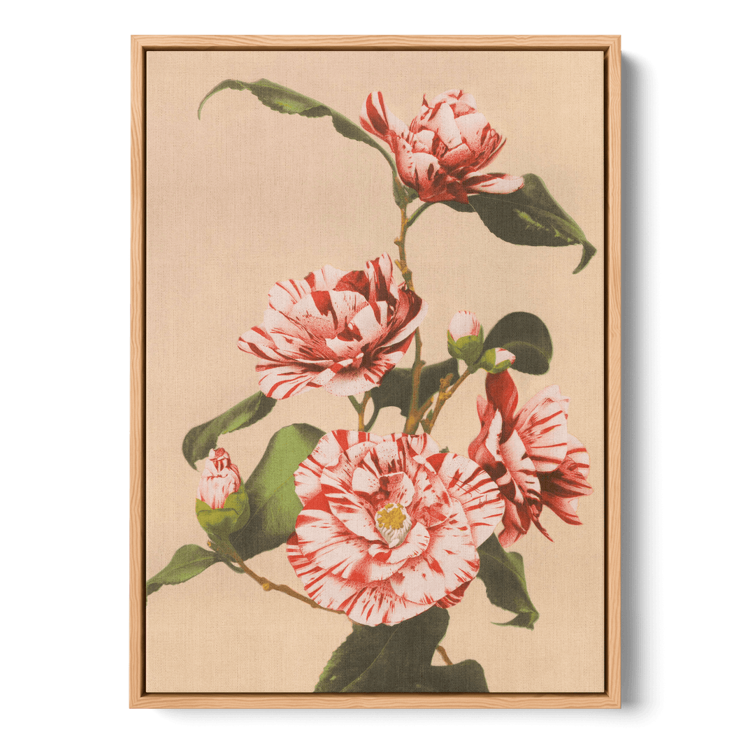 Ogawa Kazumasa - Striped Camellias Canvas