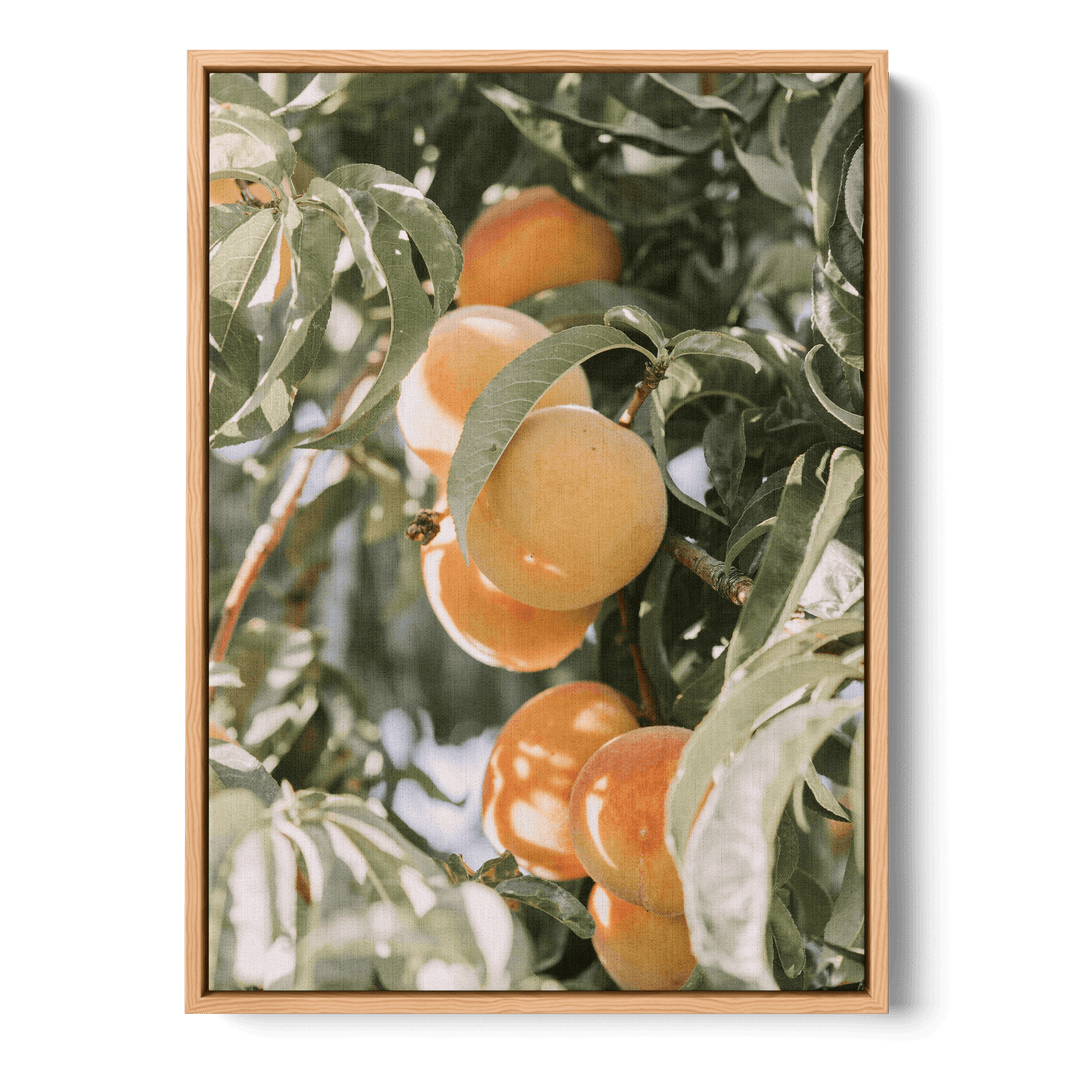Apricots Canvas