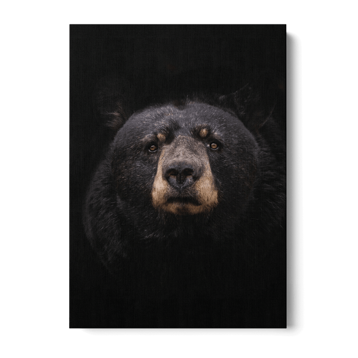 Black Bear Canvas