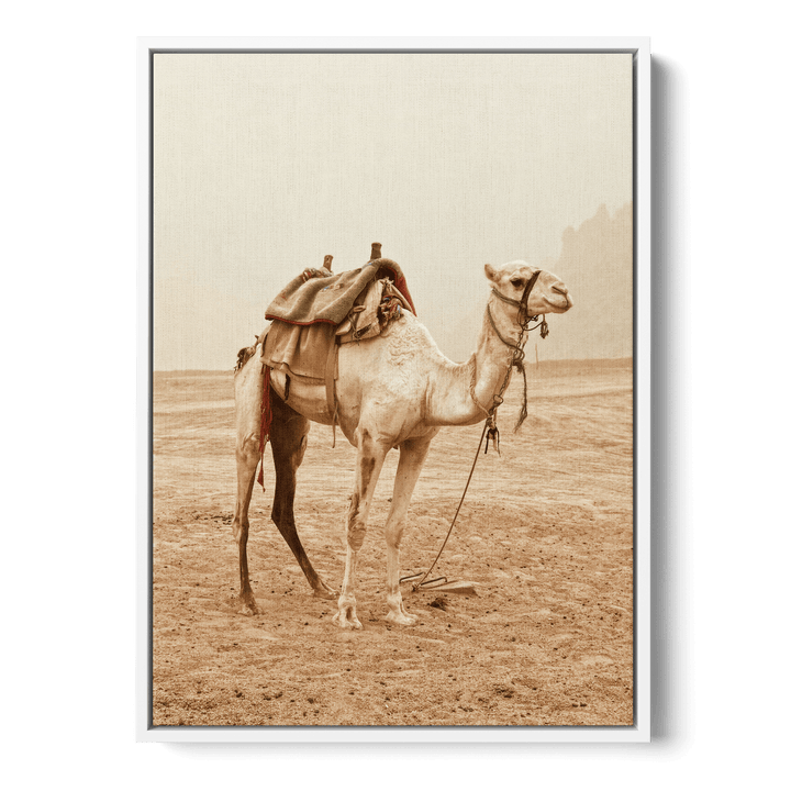 Camel In The Desert Canvas