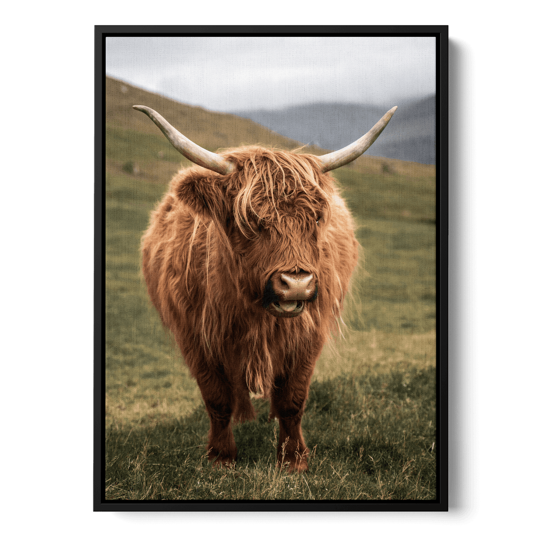 Highland Cattle On Field Canvas
