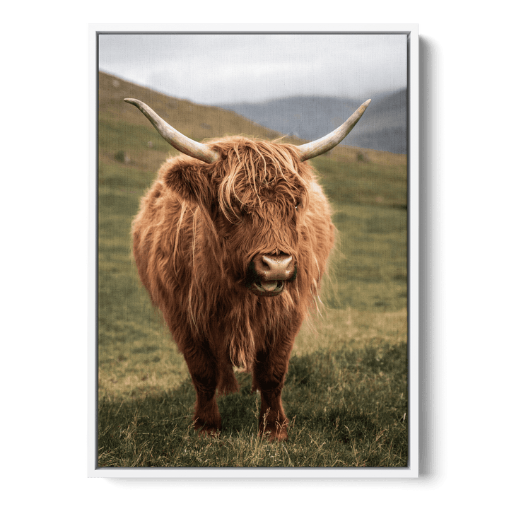 Highland Cattle On Field Canvas