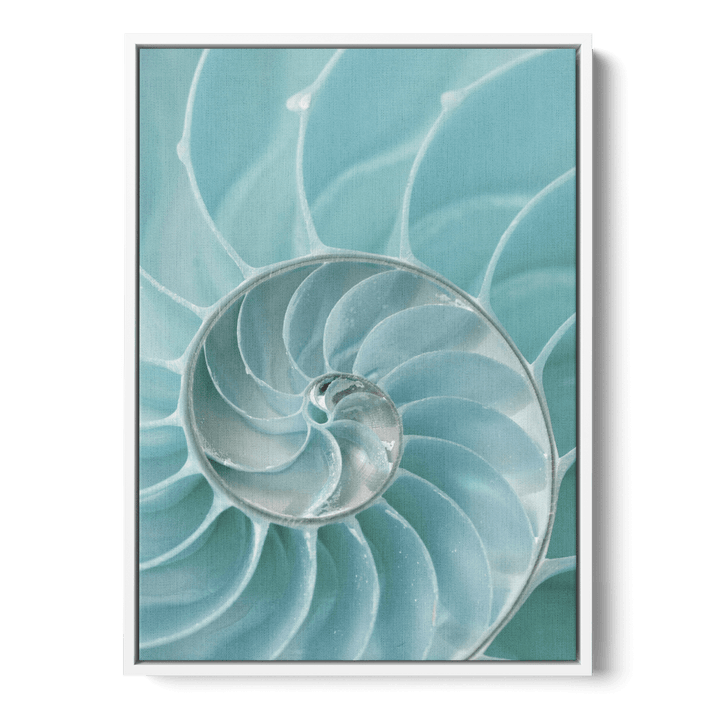 Nautilus Shell Canvas