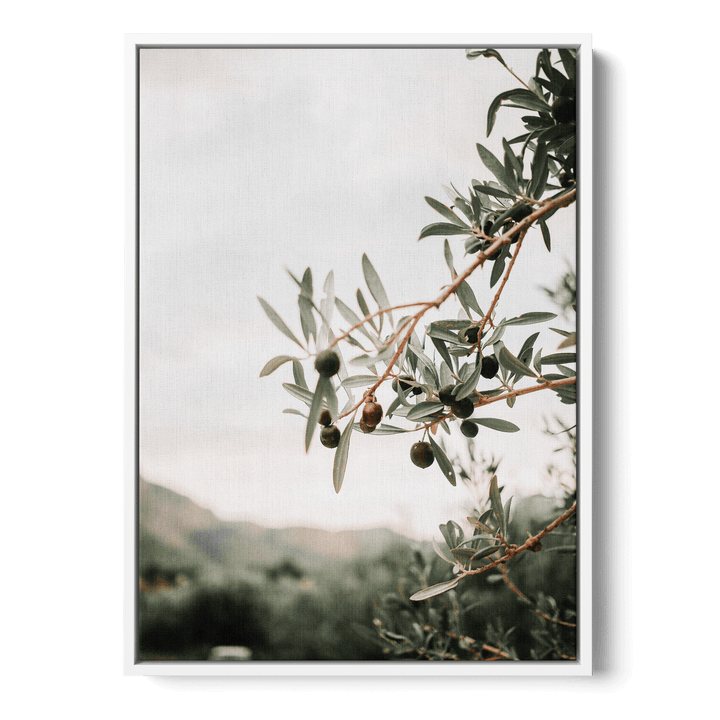 Olive Tree Canvas