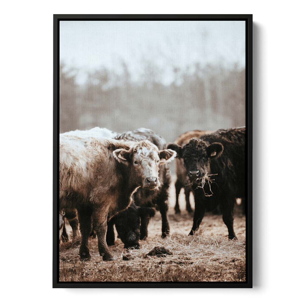 Staring Cows Canvas
