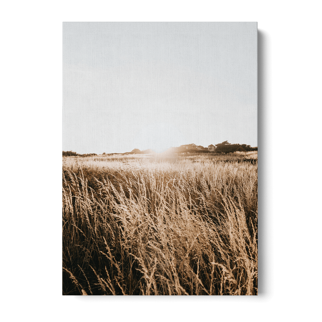 Sunshine In The Field Canvas