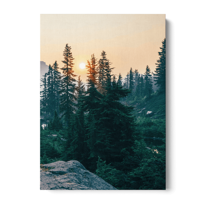 Sunshine In The Woods Canvas