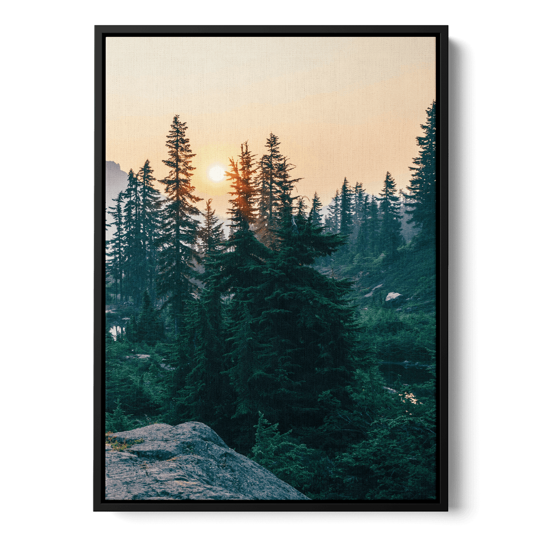 Sunshine In The Woods Canvas