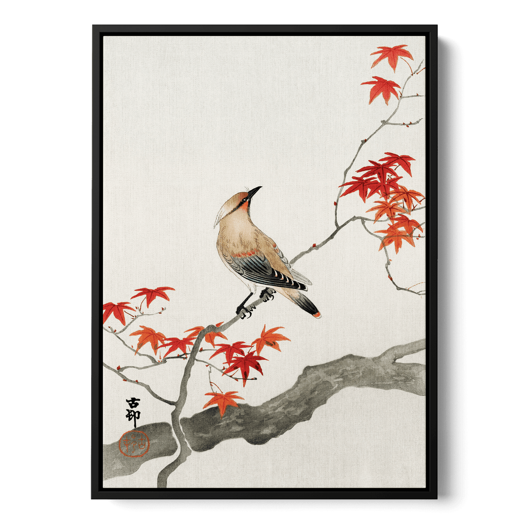 Ohara Koson - Plague Bird On Maple Canvas