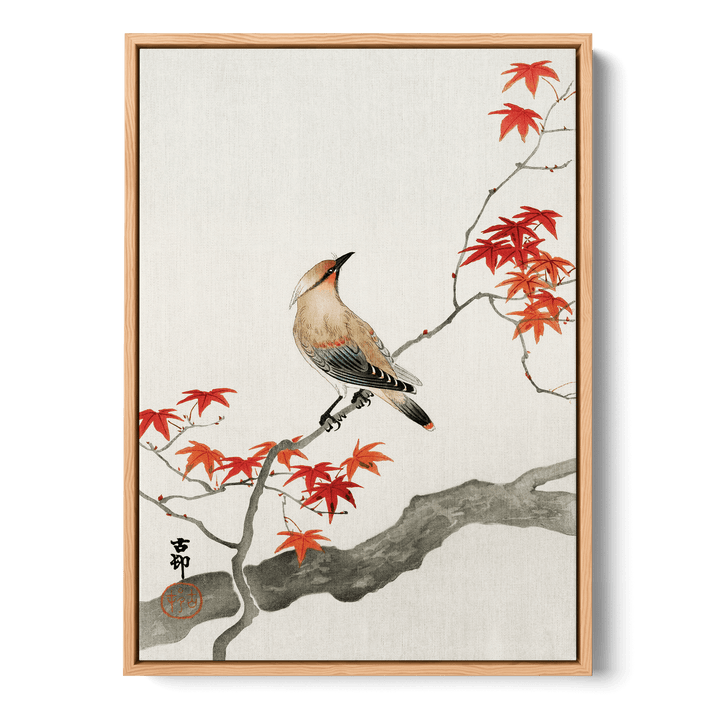 Ohara Koson - Plague Bird On Maple Canvas