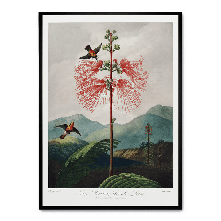 Large Flowering Sensitive Plant