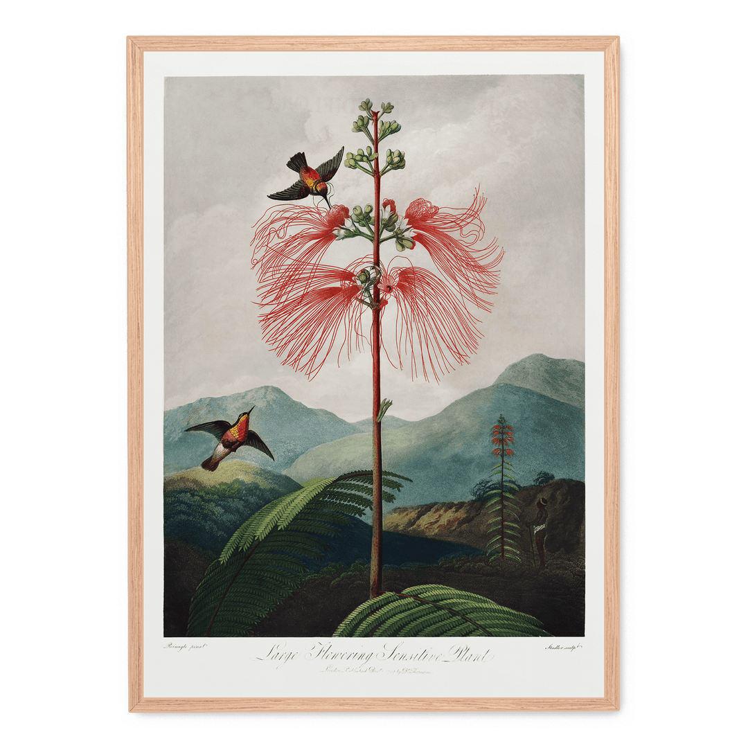 Large Flowering Sensitive Plant