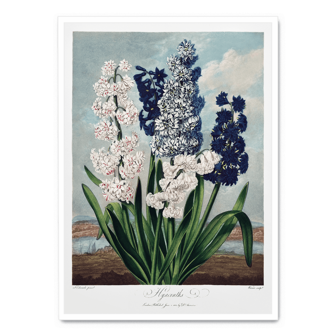 Hyacinths