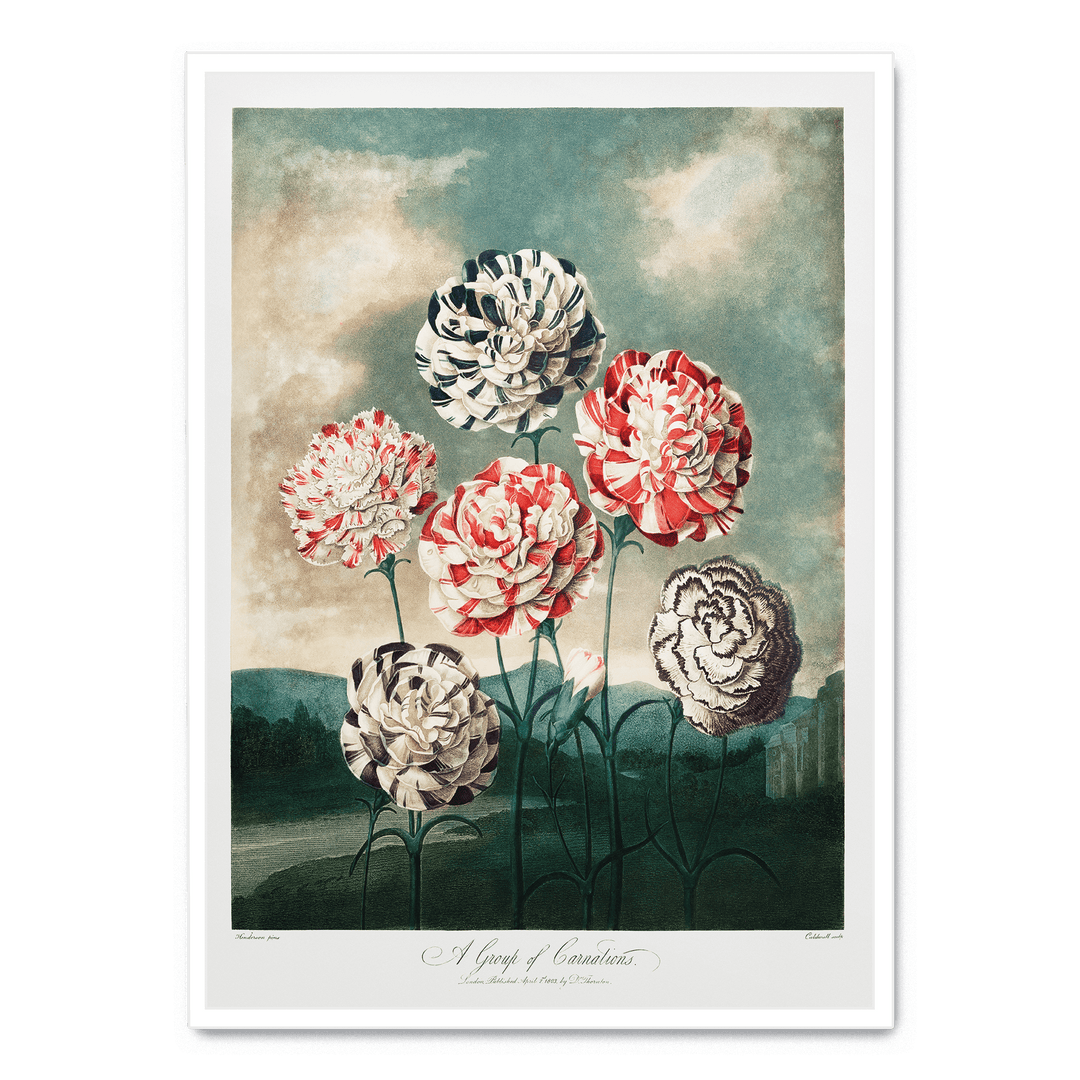 A Group Of Carnations