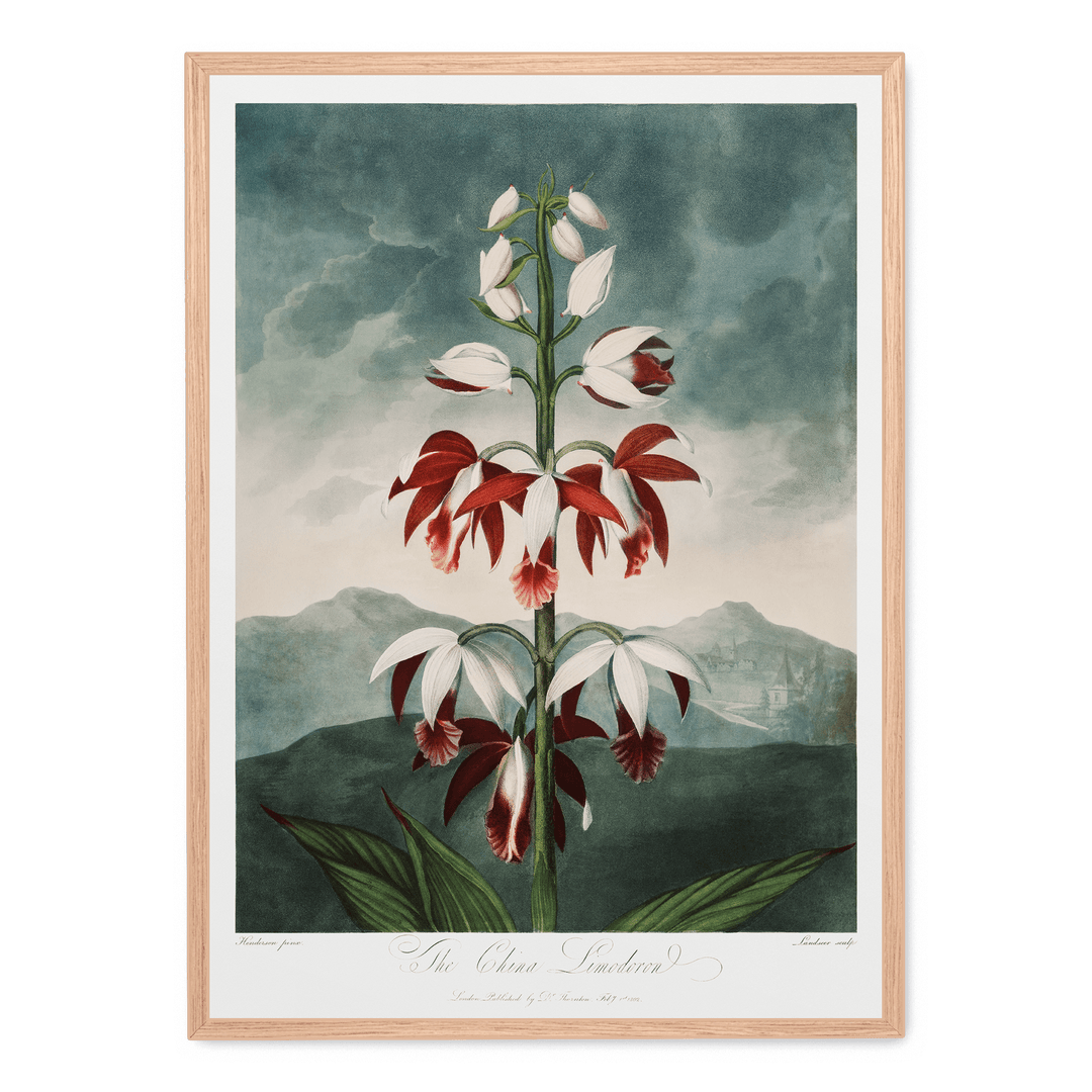 The Chinese Limodoron