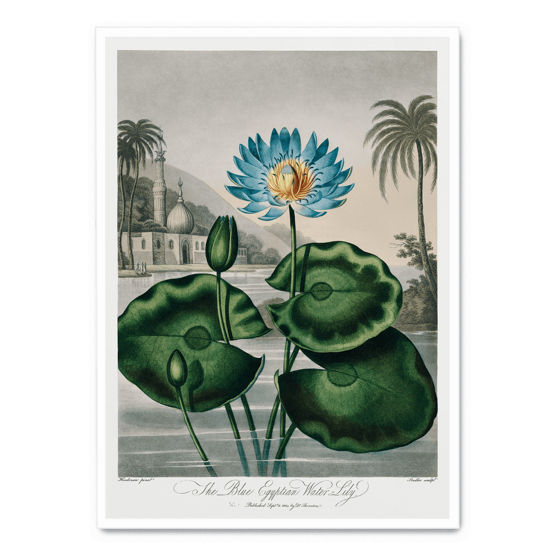 The Blue Egyptian Water Lily