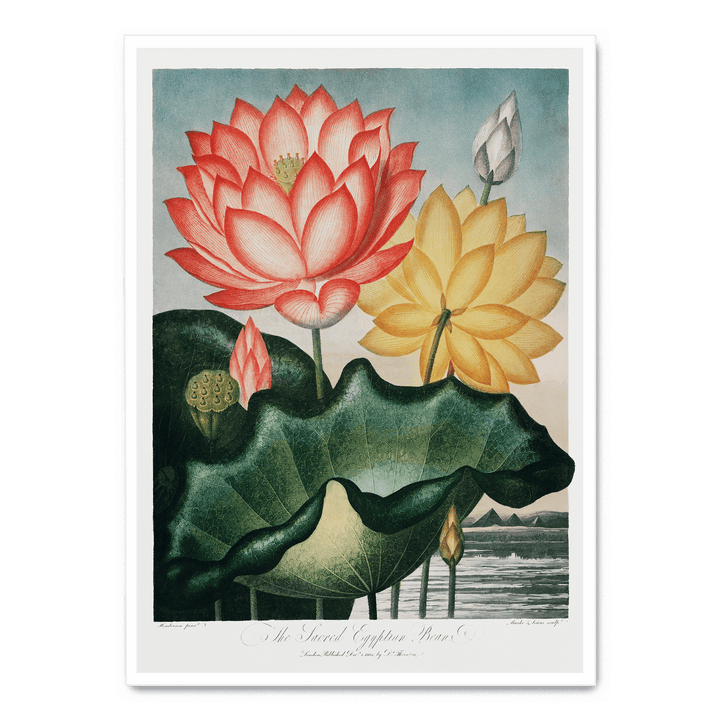 The Sacred Egyptian Bean