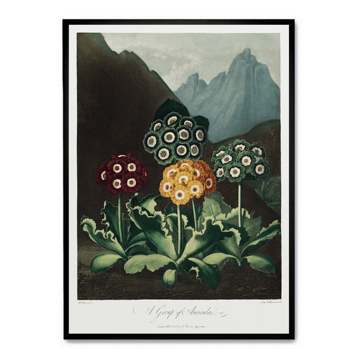 A Group Of Auriculas