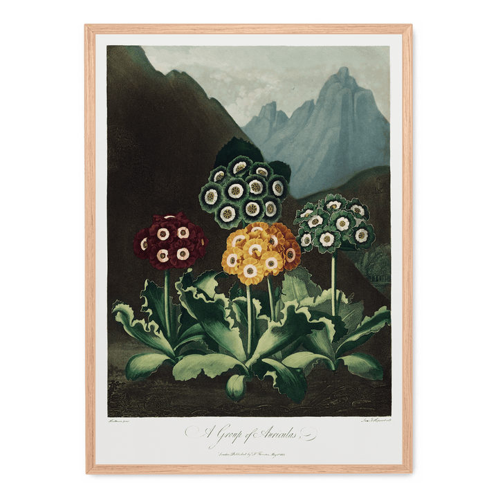 A Group Of Auriculas