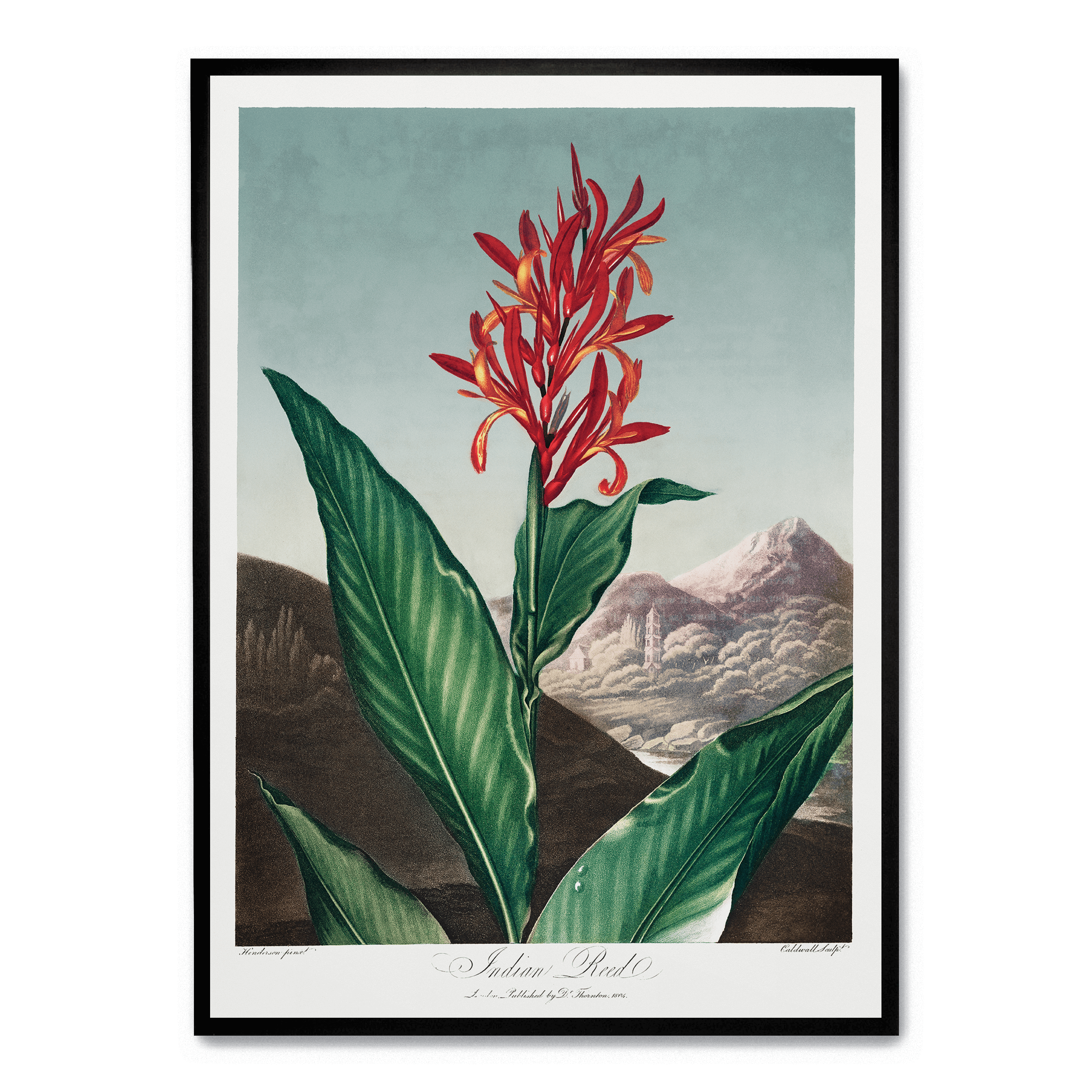 Indian Reed – POSTERA