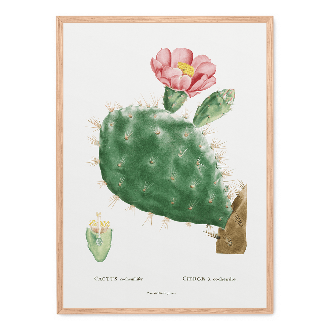 Cactus Cochenillifer