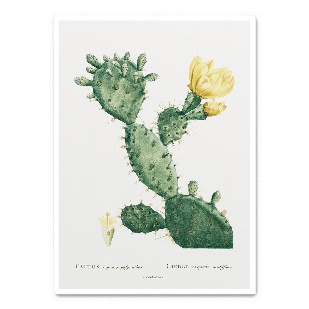 Cactus Opuntia Polyanthos