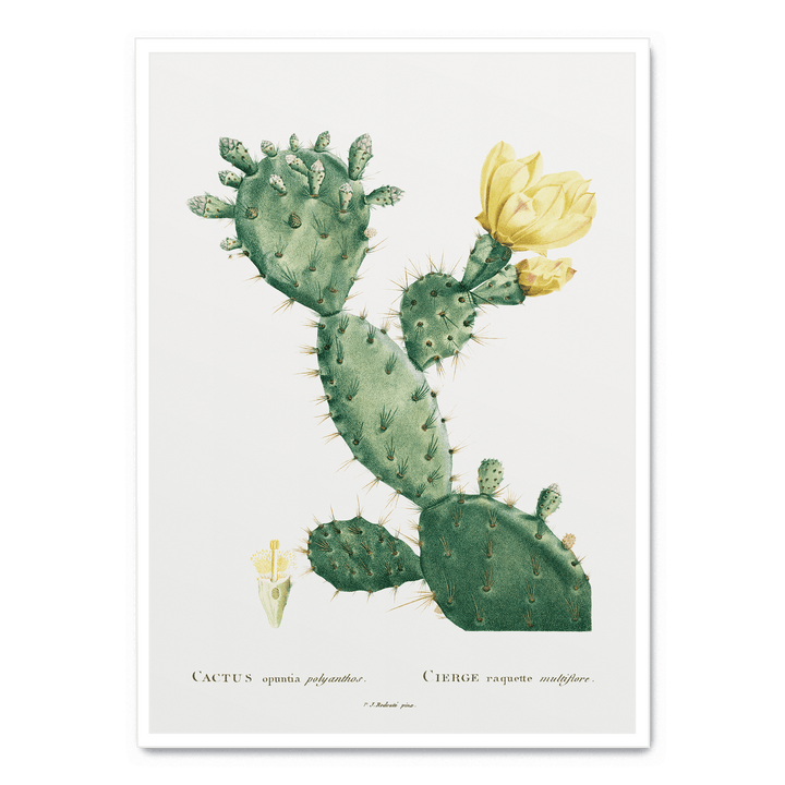 Cactus Opuntia Polyanthos