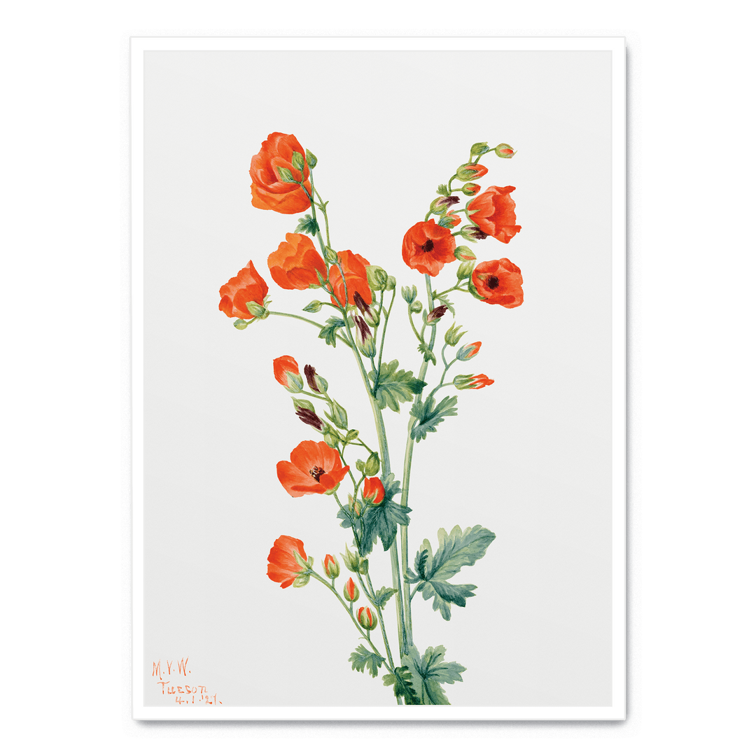 Scarlet Globe Mallow