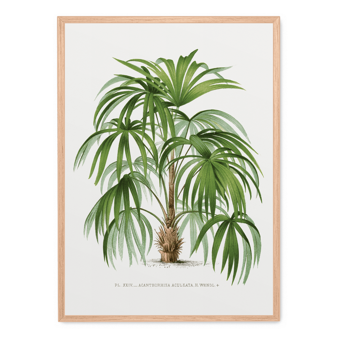 Vintage Palm Tree