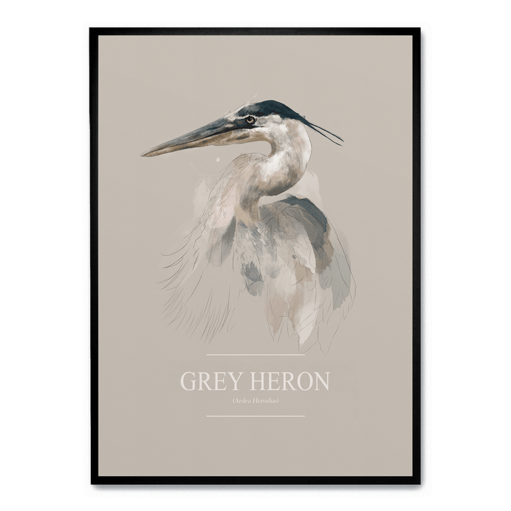 Grey Heron