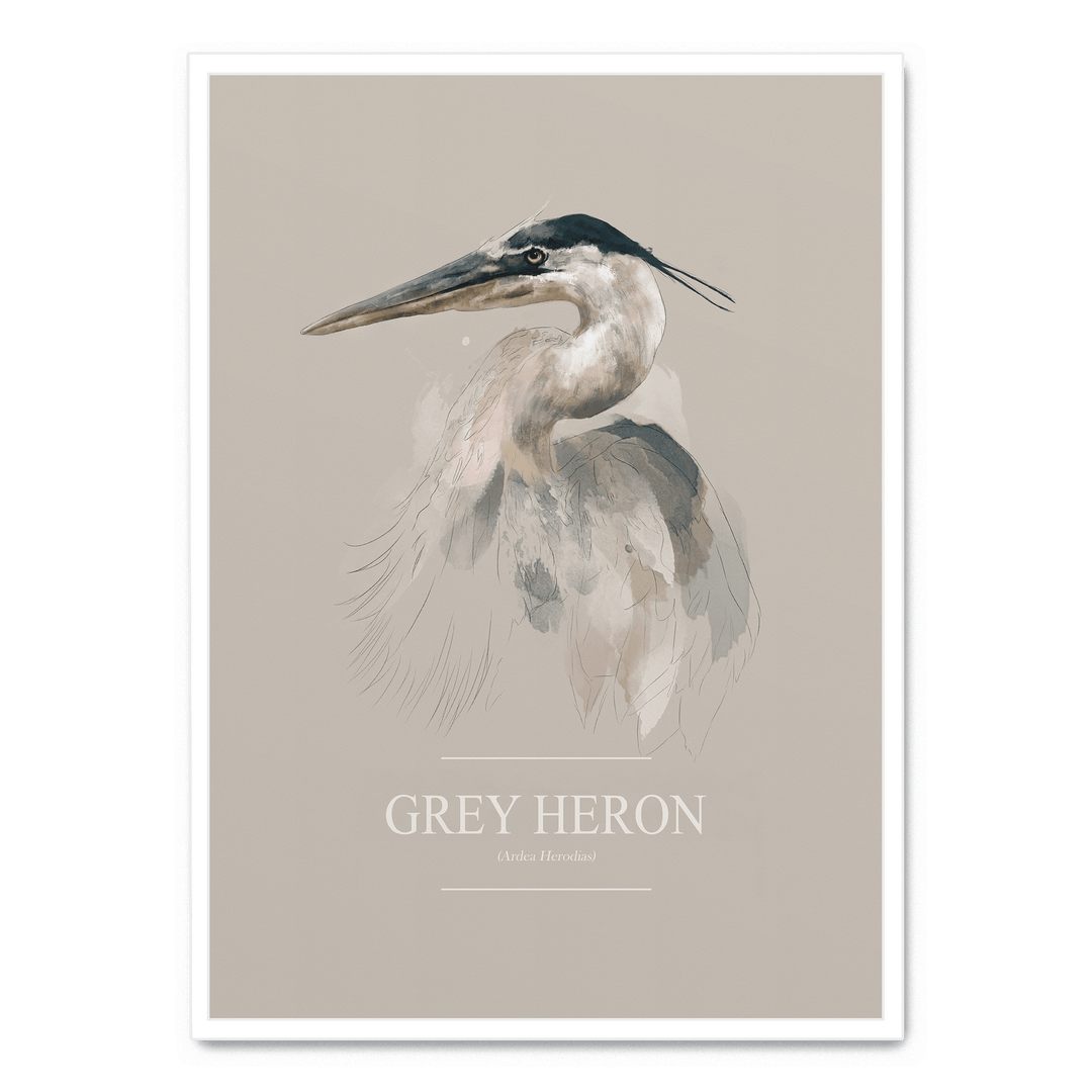 Grey Heron