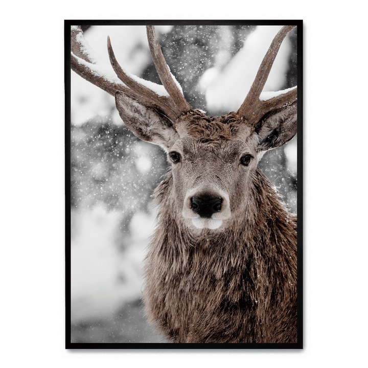 Winter Stag
