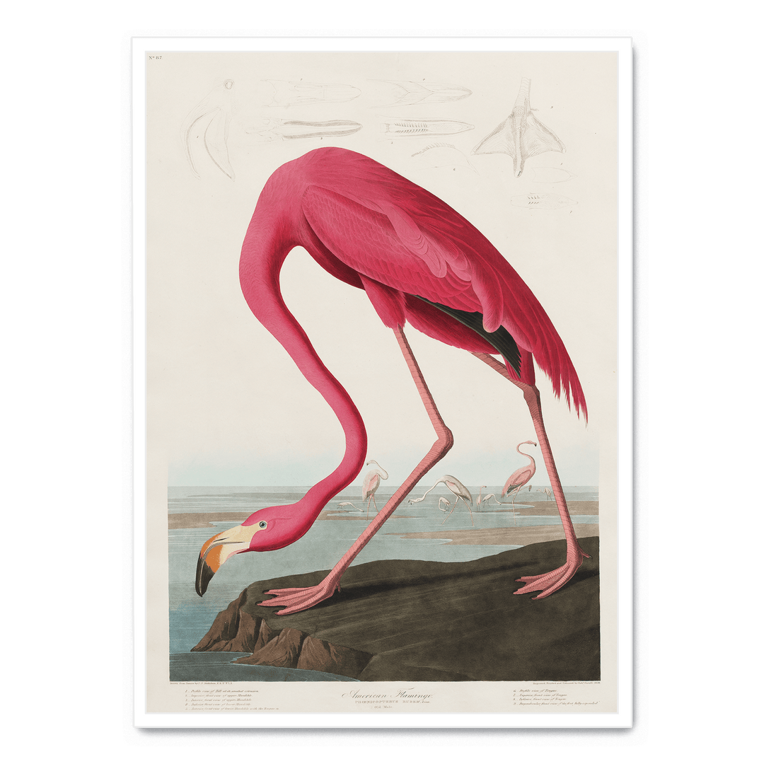 John James - American Flamingo