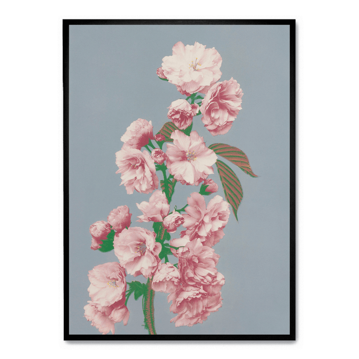 Ogawa Kazumasa - Cherry Blossom