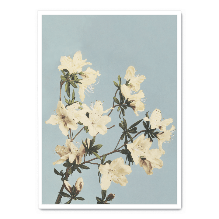 Ogawa Kazumasa - Japanese Azaleas