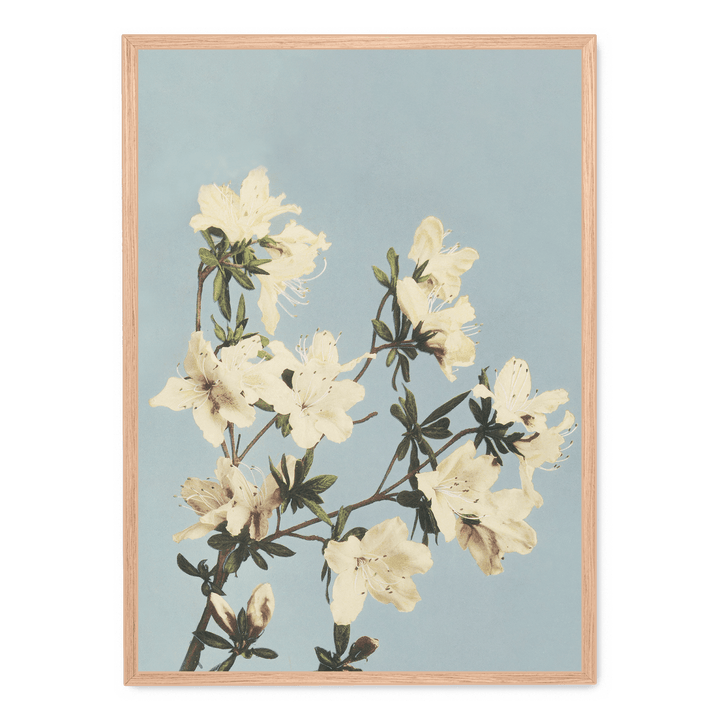 Ogawa Kazumasa - Japanese Azaleas