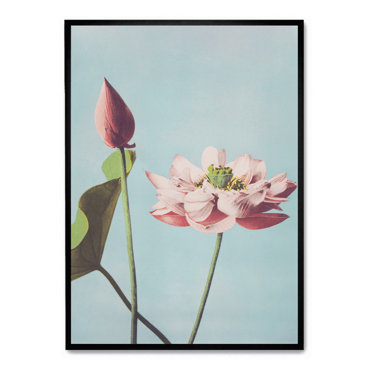 Ogawa Kazumasa - Lotus Flowers