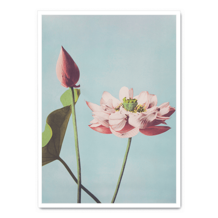 Ogawa Kazumasa - Lotus Flowers