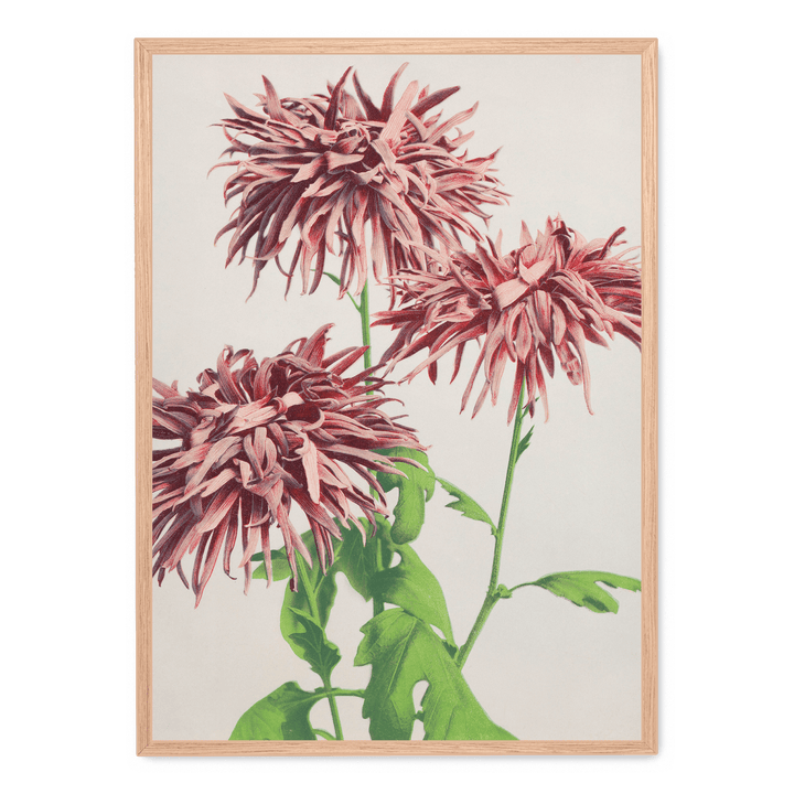 Ogawa Kazumasa - Pink Chrysanthemum