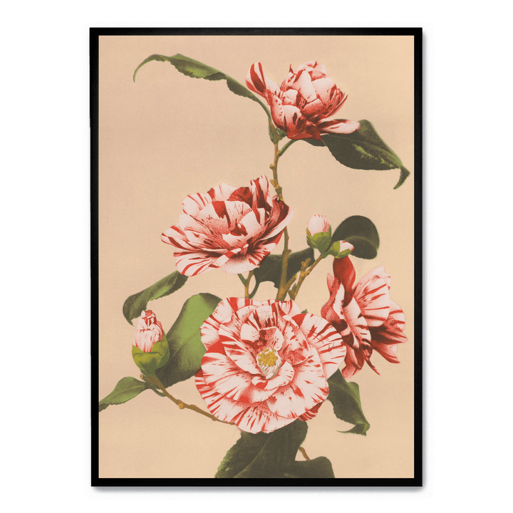 Ogawa Kazumasa - Striped Camellias