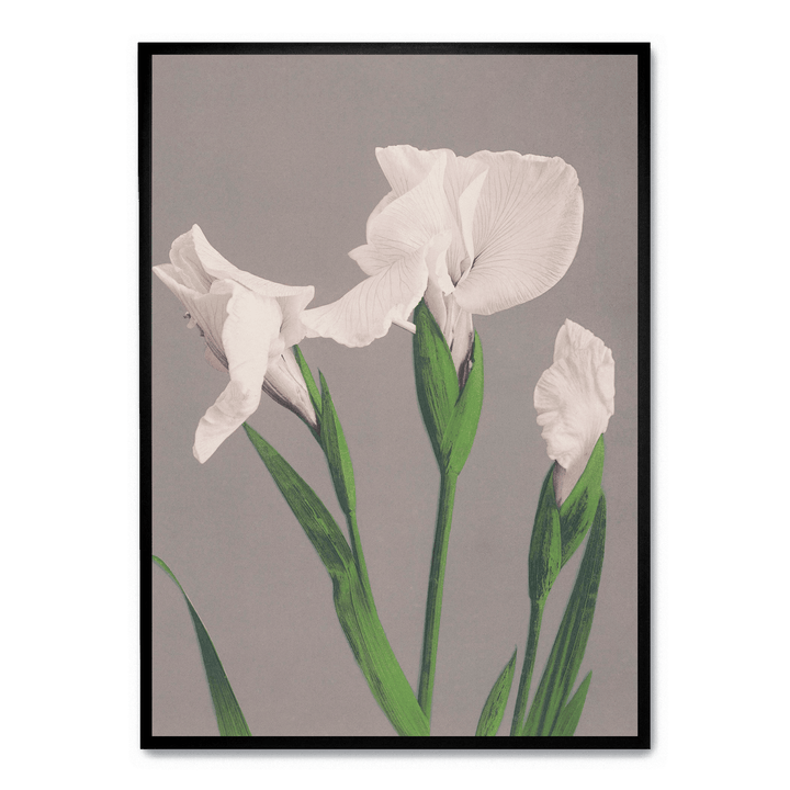 Ogawa Kazumasa - White Irises