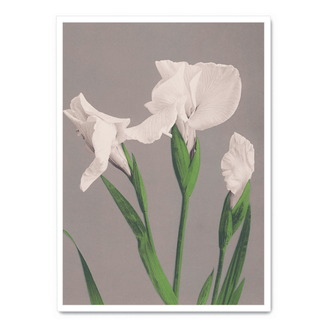 Ogawa Kazumasa - White Irises
