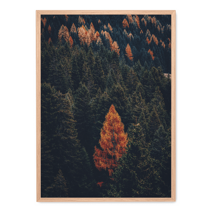 Fall Forest
