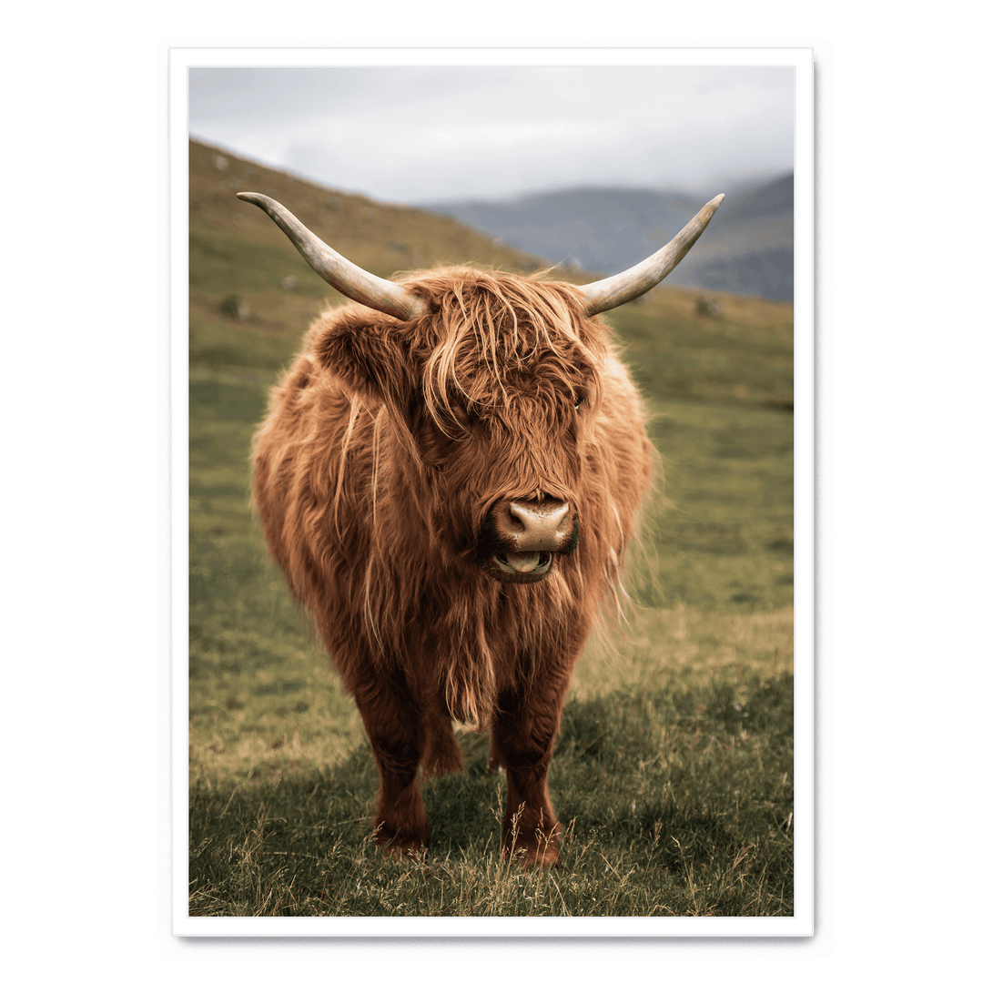 Highland Cattle On Field