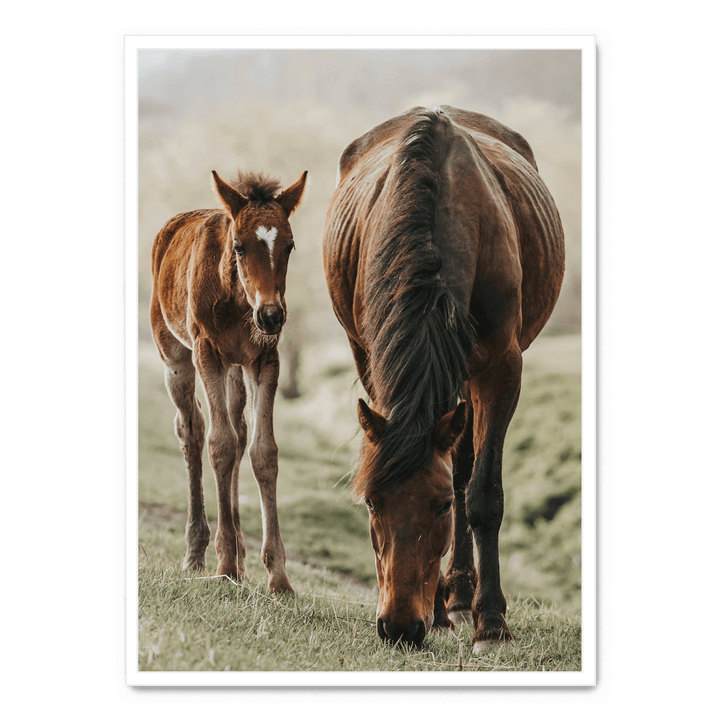 Horse And Foal