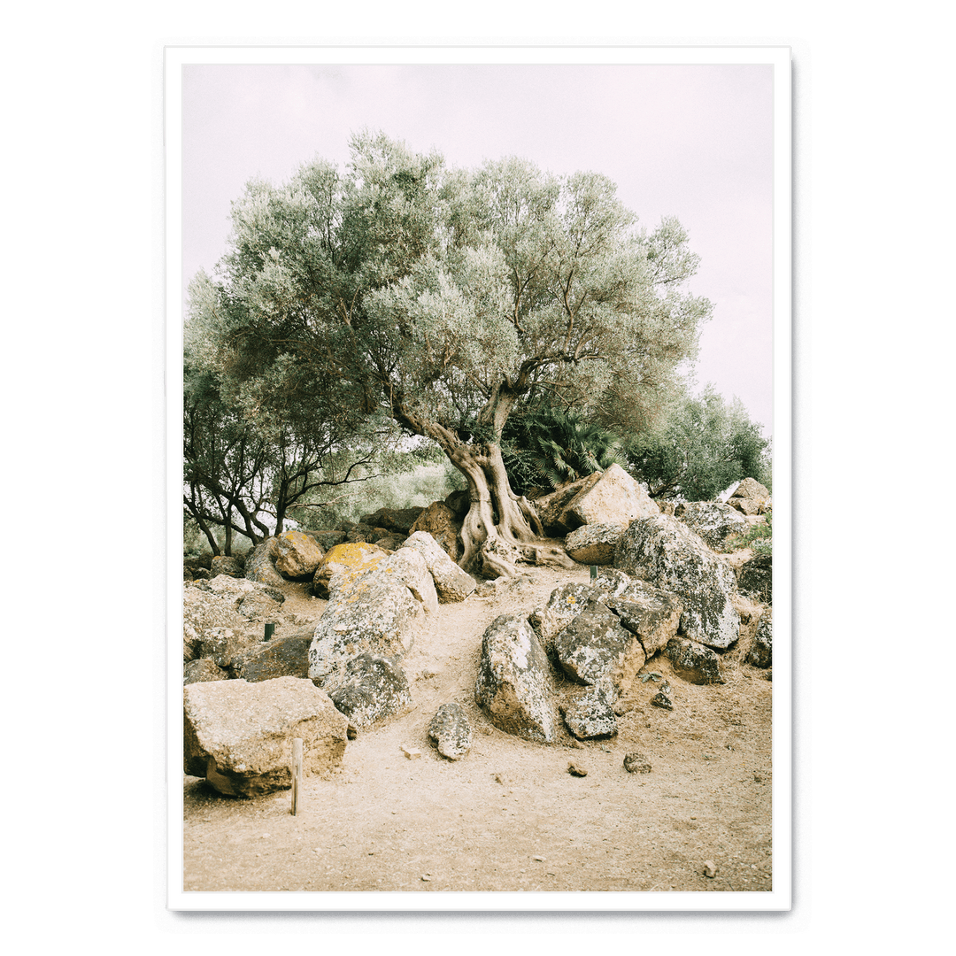 Old Tree In The Heat